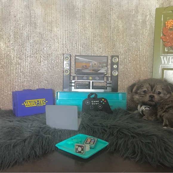 💕 Shorkies & Shih Tzu 💕 - Picture 9 of 14